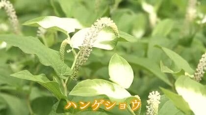 7月2日は夏至から数えて11日目の半夏生　ハンゲショウの葉も白く色づく　美浜町の若狭国吉城址で7月中旬まで見頃