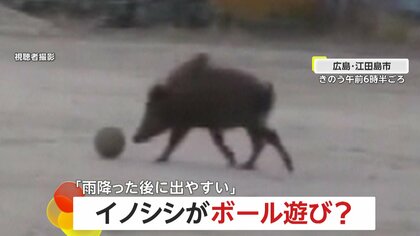 イノシシが小学校の校庭でボール遊び？　ポイッと放り投げたりツンツンしたり…「雨が降った後よく出没」広島・江田島市