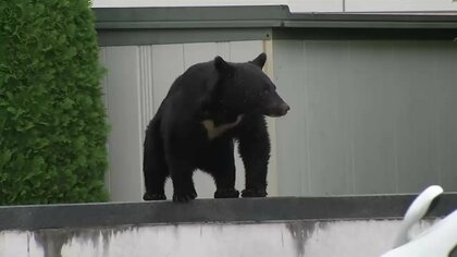 クマが「食べるために人を狙うという発想を持ってしまう」専門家が警鐘　「人間は意外と簡単に倒せる」と学習か　岩手でクマによる人身被害深刻化「完全にフェーズが変わった」