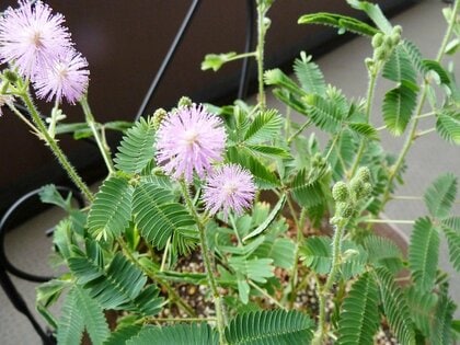 オジギソウがお辞儀する理由は、昆虫から身を守るためだった…“長年の謎”解明に意外な反響