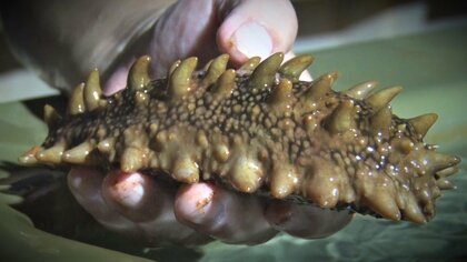 中国が“水産物輸入再開”も…ナマコ業者は再開時期わからず｢疑心暗鬼｣ 輸入禁止措置から1年以上…技術者帰国でナマコ減少