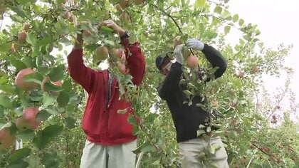 「くだもの王国」を支える新たな動き　果樹農家の人手不足解消に一役　【福島発】