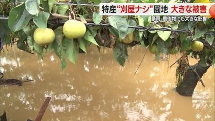 「何もなくなった」ベテラン農家も驚愕　記録的豪雨で川が氾濫　収穫直前の特産“刈屋梨”畑に大きな被害【山形発】