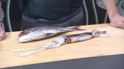 寿司店主「もう高級魚」イカが高騰し高級魚“タイ並みに”…1杯1000円台も　イカセンターの“イカ釣り”も中止　クロマグロの増加が原因？