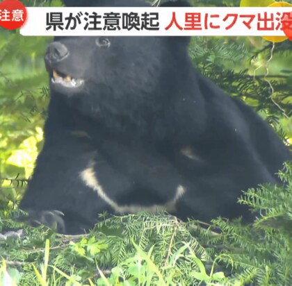 人里にクマ出没…体長135cm・体重約90kgの成獣がシカ用ワナに　麻酔で眠らせ山へ　出没急増…県が注意喚起　長野・安曇野市