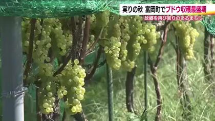 実りの秋　「甘くておいしい」ワイン用のブドウの収穫が最盛期　とみおかワイナリーで醸造へ　福島・富岡町