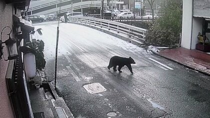 AI×ドローンで追跡・警告 クマ被害ゼロを目指す挑戦 秋田・五城目町発