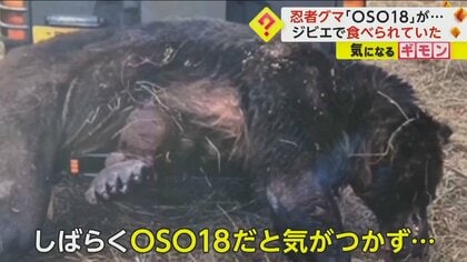 忍者グマ”OSO18が味噌煮込みに 駆除後 釧路や日本橋の飲食店で提供されていた 味は「やわらかくておいしい」｜FNNプライムオンライン