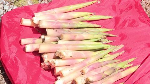 【警鐘】旬を迎えた”タケノコ”…夢中になると命取りに？道内で5月に多い山菜採り遭難_なぜ遭難してしまうのか…“笹やぶ”の危険性をUHB記者が体験