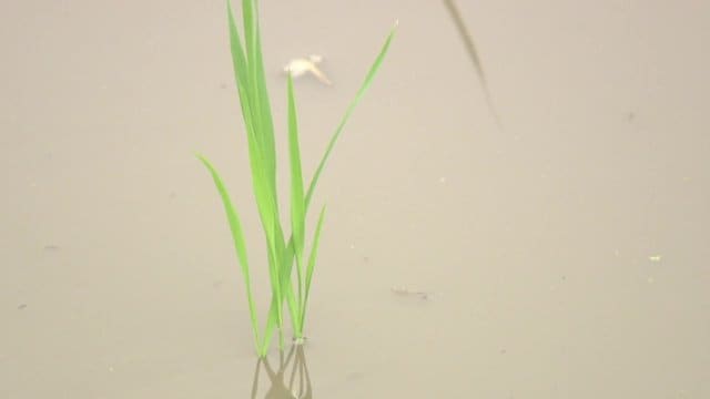 一般食品に対する放射性セシウムの基準値を大きく下回る結果