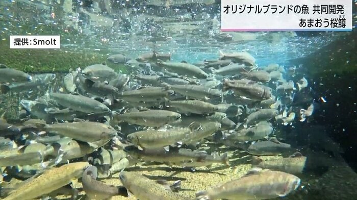 （サクラマスの養殖）