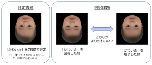 (提供:四天王寺大学・藏口佳奈さん)