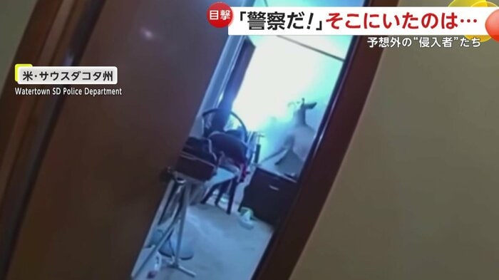 部屋の中を暴れ回るシカ