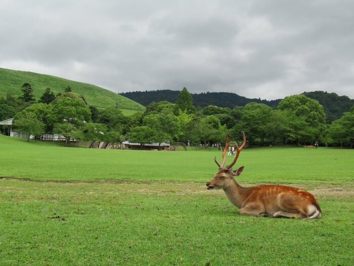奈良公園のシカ(奈良県HP「今日の奈良公園」)