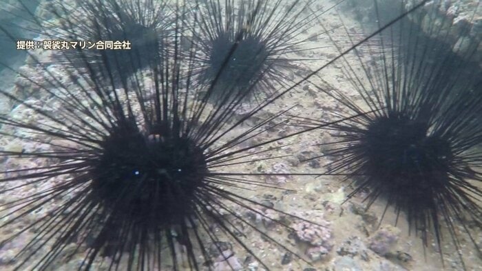 食用には適さないウニの仲間「ガンガゼ」