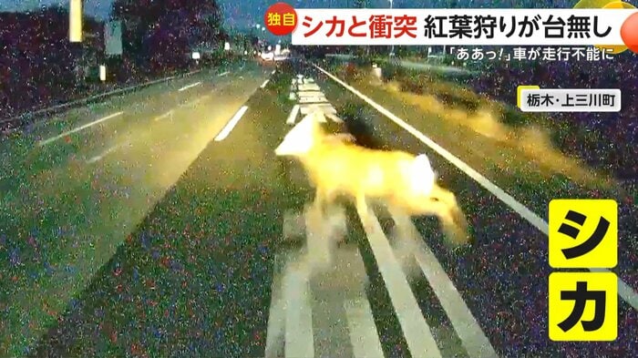 飛び出すシカ（FNN投稿サイト「ビデオPost」）