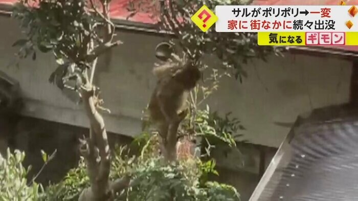 住宅内の木に登るサル(ビデオPost Fnn投稿サイト)