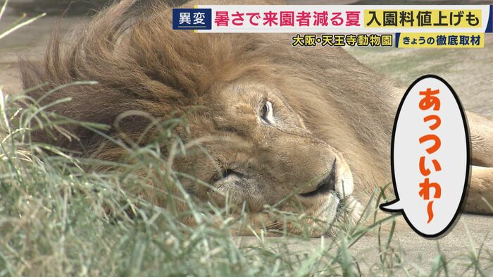 百獣の王と称されるライオンも動きが鈍く