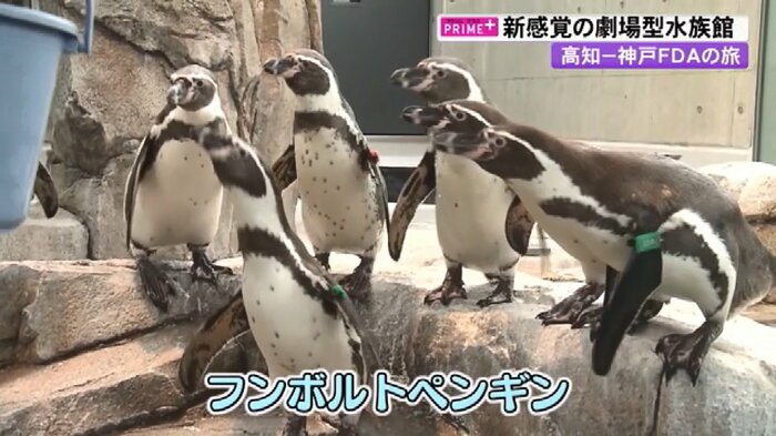 桂浜水族館からやってきたフンボルトペンギンたち