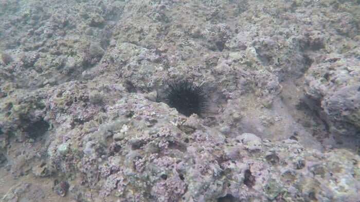 藻場が激減した海