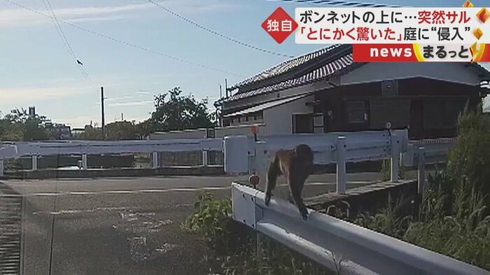 前にある道路を横切り、ガードレールに乗って近づいてきたサル(福岡・柳川市 24日)