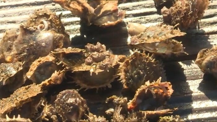 へい死したアコヤガイの稚貝
