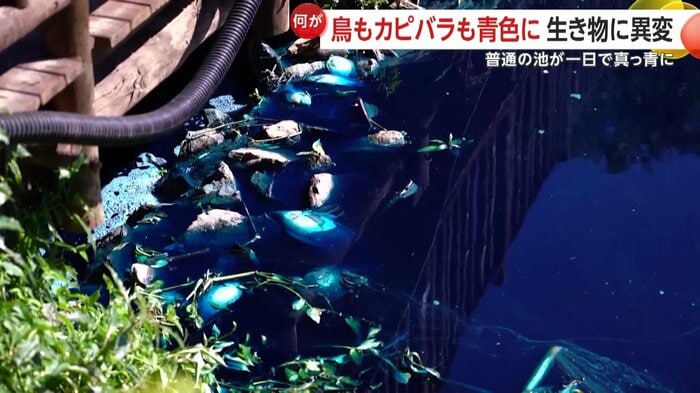 大量に死亡した魚