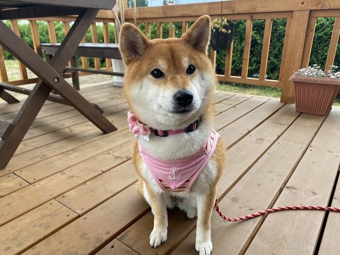 ゆきちゃん