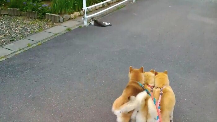 提供:マヨネさん