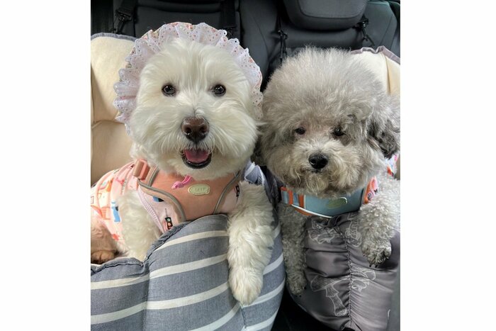 右が同居犬のノーランくん