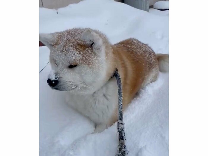 雪が降る中ストップ!(提供:秋田犬 五元(イモト)さん)