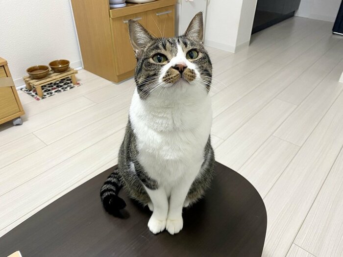 シャキッとしたふうちゃん