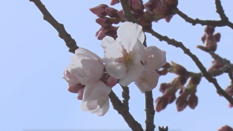 「天下第一の桜」高遠城址公園で開花宣言　4月10日～15日ごろが一番の見頃　長野・伊那市　｜FNNプライムオンライン