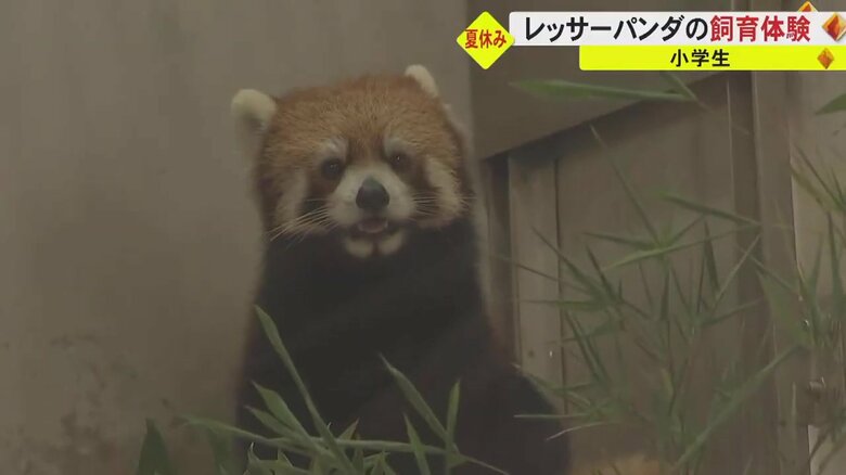 「食べてくれたらうれしい」小学生がレッサーパンダの飼育体験　熊本市動植物園で掃除やエサやりに挑戦｜FNNプライムオンライン