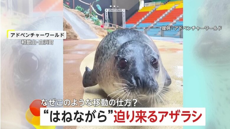 “ポヨンポヨン”跳ねながら迫りくるアザラシに「中毒性ある」　独自の歩き方は進化が関係か…和歌山「アドベンチャーワールド」｜FNNプライムオンライン