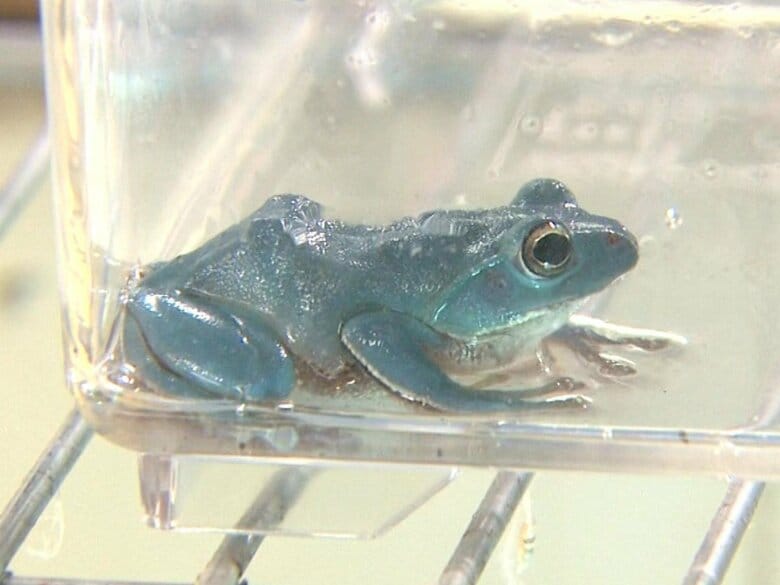 幸せの青いカエル!?田んぼで偶然住民が発見した鮮やかなブルーの『シュレーゲルアオガエル』鳥羽水族館で展示｜FNNプライムオンライン