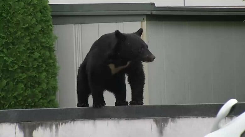クマが「食べるために人を狙うという発想を持ってしまう」専門家が警鐘　「人間は意外と簡単に倒せる」と学習か　岩手でクマによる人身被害深刻化「完全にフェーズが変わった」｜FNNプライムオンライン
