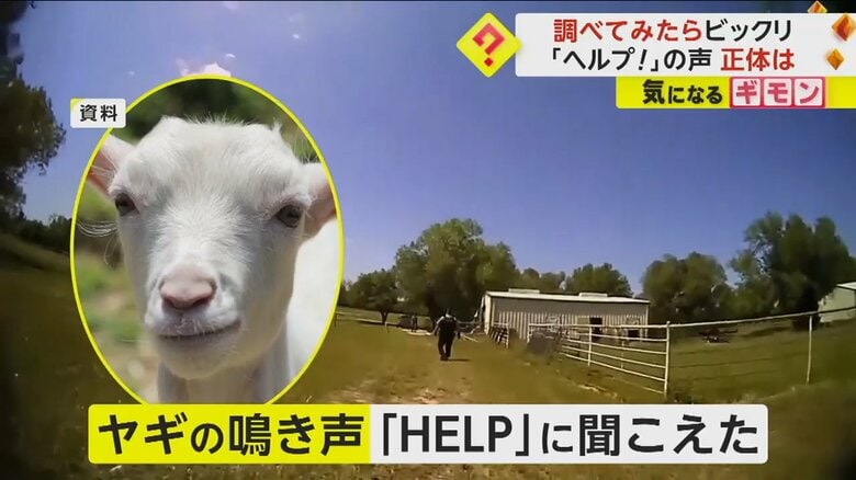 【動物たちの珍事件】「助けて！」叫び声…正体はヤギ！警察も驚く“空耳”騒動　フロリダではロボットが逃げるワニを追走　米｜FNNプライムオンライン