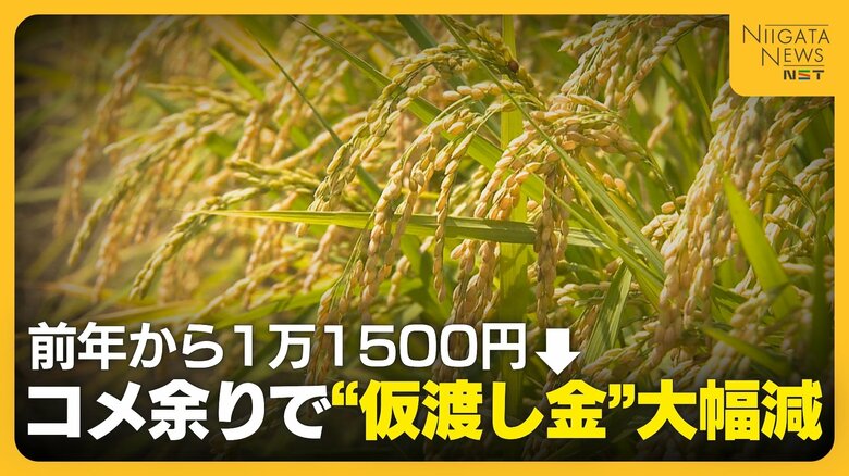【JA仮渡し金】“過去に例のない需給緩和”で大幅減　一般コシヒカリ 前年から“1万1500円”下がり1万8500円に　JA全農にいがた｜FNNプライムオンライン