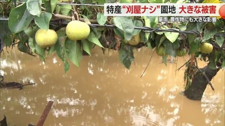 「何もなくなった」ベテラン農家も驚愕　記録的豪雨で川が氾濫　収穫直前の特産“刈屋梨”畑に大きな被害【山形発】｜FNNプライムオンライン