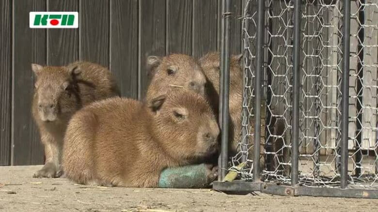 カピバラのベビーラッシュ「4頭の赤ちゃんは手のひらサイズ」秋にも3頭誕生 にぎやかな長崎バイオパーク｜FNNプライムオンライン