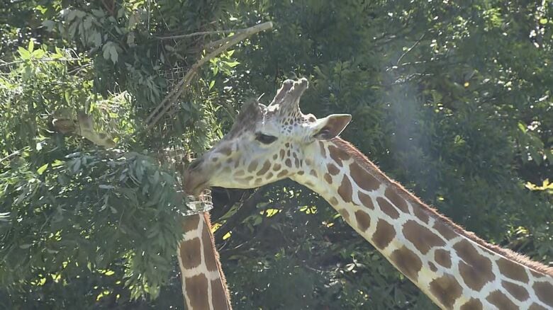 9/15は敬老の日…東山動植物園で19歳のアミメキリンの長寿を祝う会 人間の約70歳にあたり5頭の父親｜FNNプライムオンライン