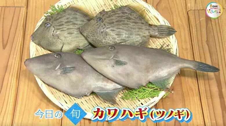 【瀬戸内旬紀行】透き通った白身に絡む肝の旨みは絶品！瀬戸内海の味「カワハギ」【岡山・香川】｜FNNプライムオンライン