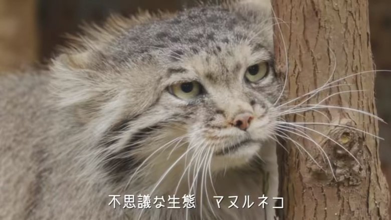 出典:那須どうぶつ王国公式YouTube