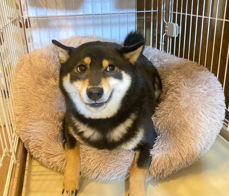 提供：黒柴ぎん@快杜号さん