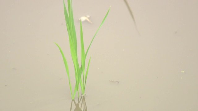 一般食品に対する放射性セシウムの基準値を大きく下回る結果