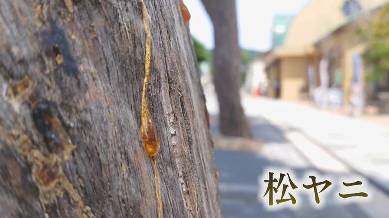 松から採取される松脂（まつやに）