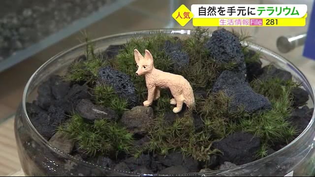 自分だけの小さな自然「テラリウム」 ガラスの容器で苔など植物を栽培〈仙台〉