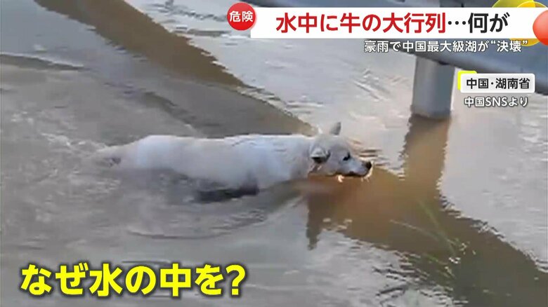 豪雨の影響で湖の堤防が決壊し、動物たちが水の中を必死に泳ぐ姿