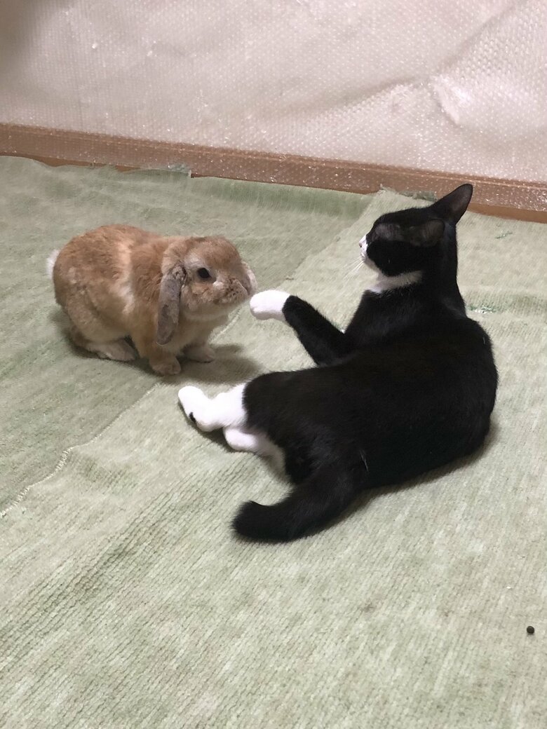 提供：ジェリクルさん